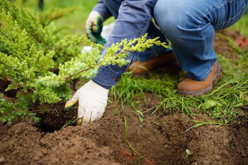 Apple Tree Planting in Honolulu, HI
