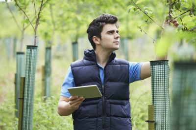 Shrub Care Service in Reno, NV